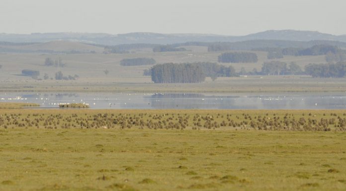 Informe del CURE alerta por impactos de aeropuerto entre lagunas de Rocha y Garzón