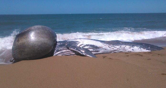 ballena