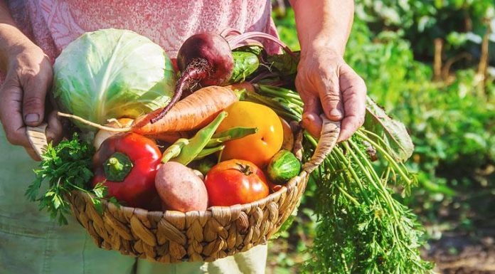 Grupo Bimbo premiará iniciativas que promuevan la alimentación saludable