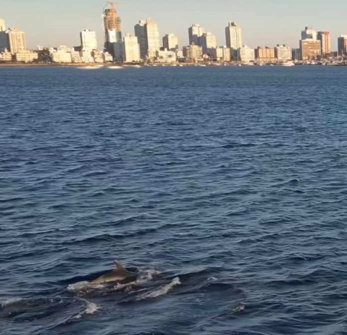 delfines