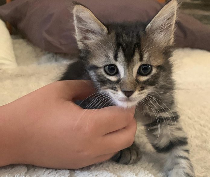 gato