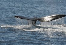 Cierre de temporada de la Ballena Franca Austral se celebra este sábado en Punta del Este