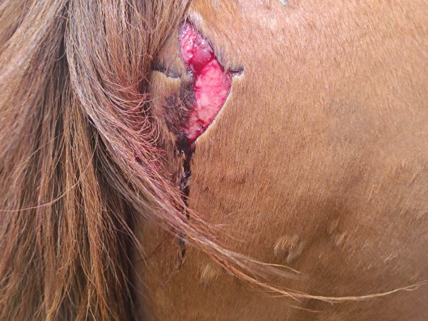 caballolastimado