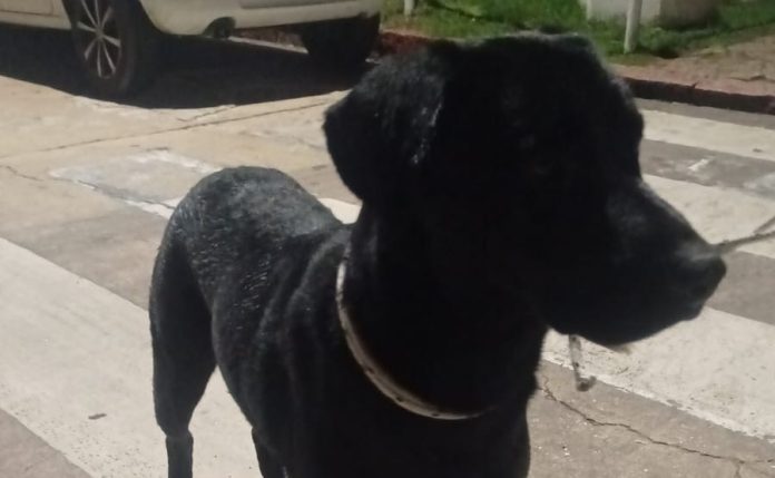 LAB