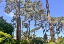 Sembrar pinos en los médanos: la historia de la empresa que dio origen al barrio Pinares