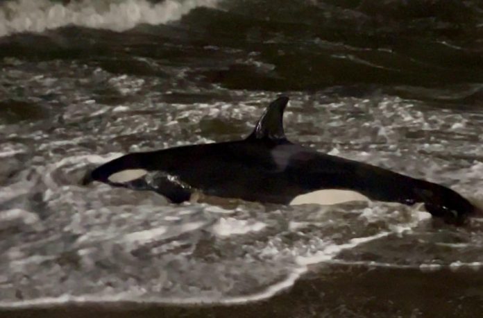 orca