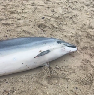 delfin